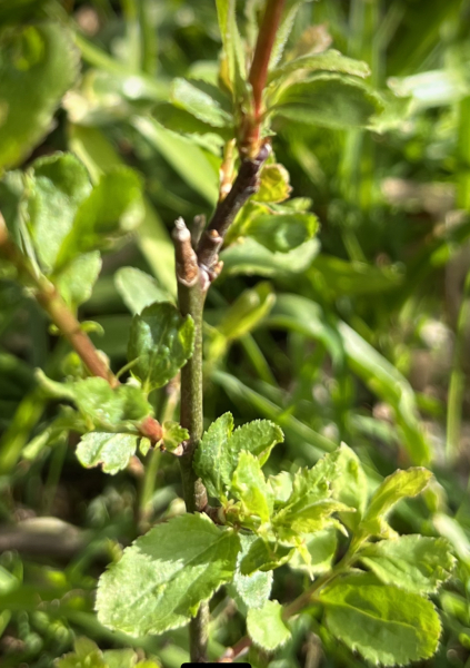 Any ideas on what this plant is?