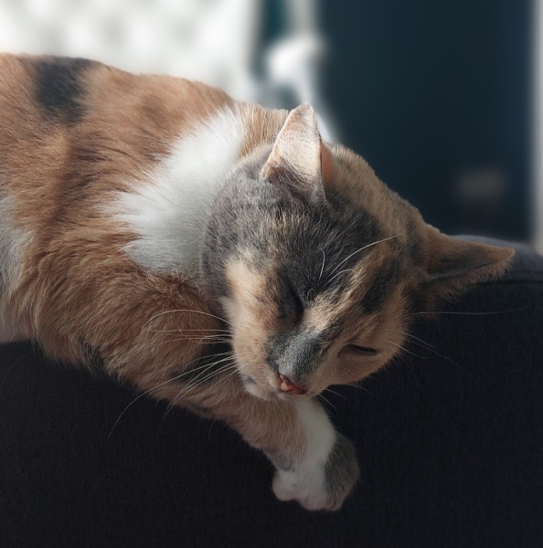 Our rescue cat is here!