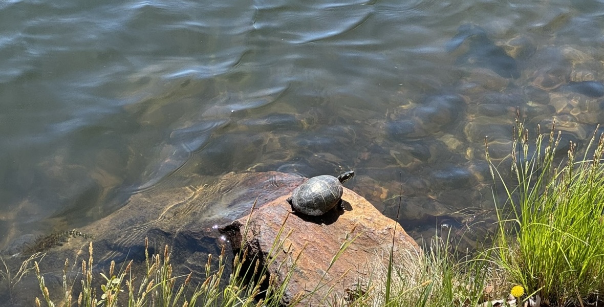 Come and tell me your dull and unexciting news 29: Calmly through the day