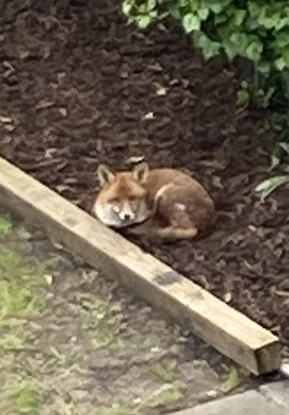 what unwanted things regularly get into your  garden?