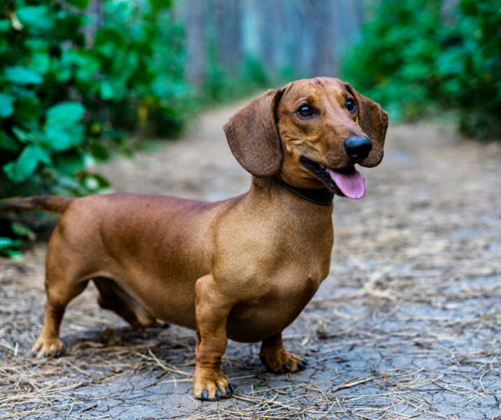 Continuing Mounjaro...part 4