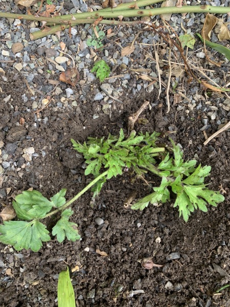 Plant ID please