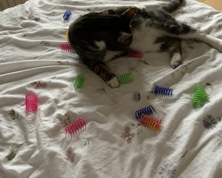 Machiavellian Misbehaviour- the Excellent Cats Deny Everything