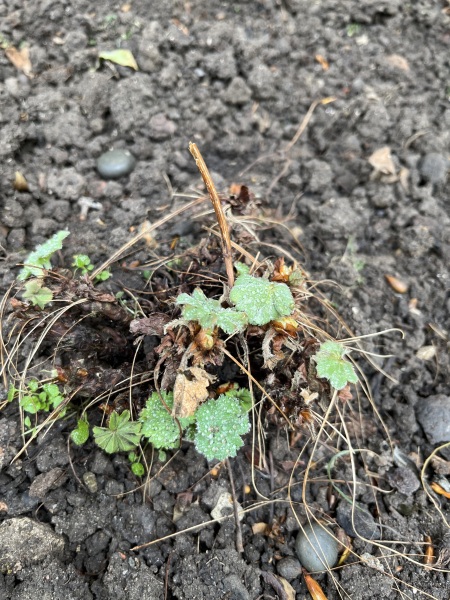 What is this - and can it be saved?