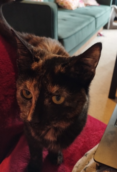 My poor kitten is going downhill - scared