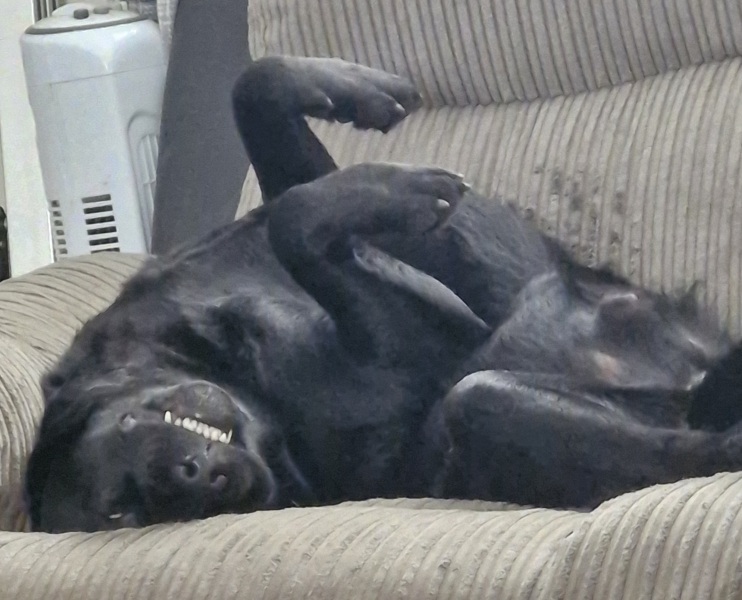 DLA WAIT TIME THREAD 38