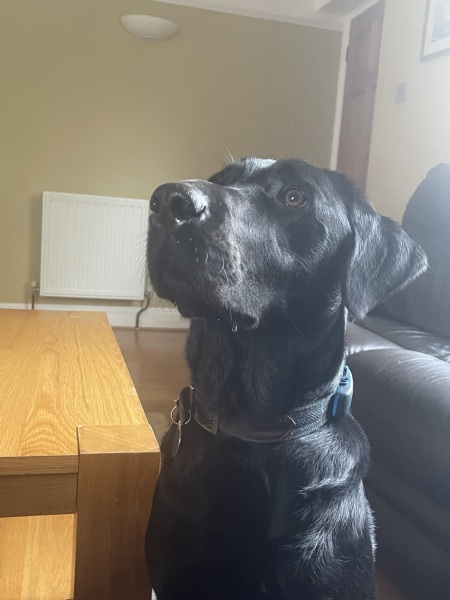 Puppy Survival Thread for New and Old Pups - Spring is around the corner!