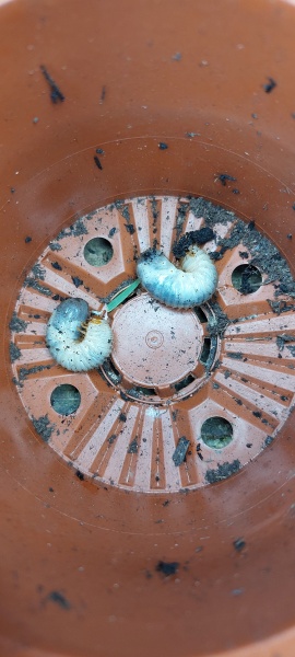 Found these in one of my pots!! - photo