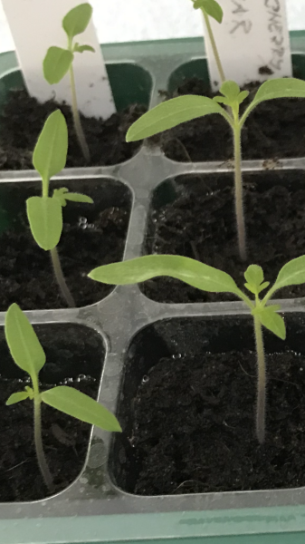 Tomato seedlings