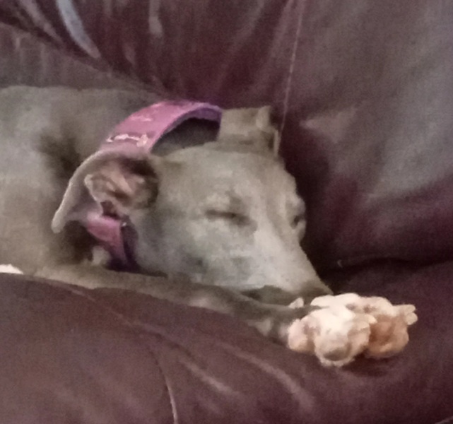 Retired greyhound - as first dog?
