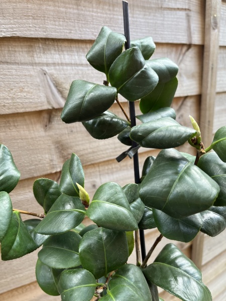Camellia - when can I plant?