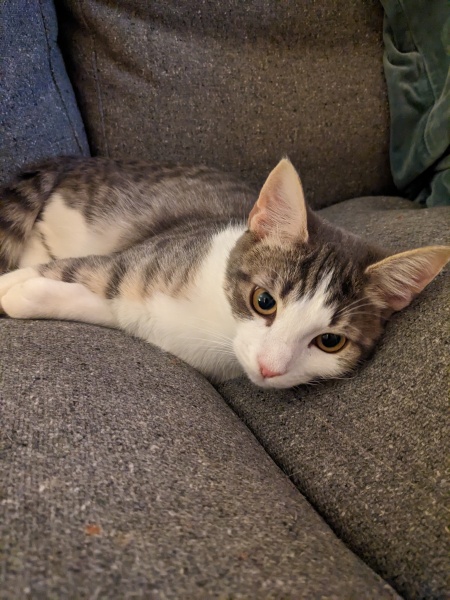 Handhold needed - high fever and emergency vet