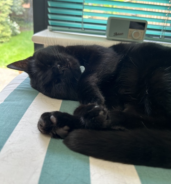 Machiavellian Misbehaviour- the Excellent Cats Deny Everything