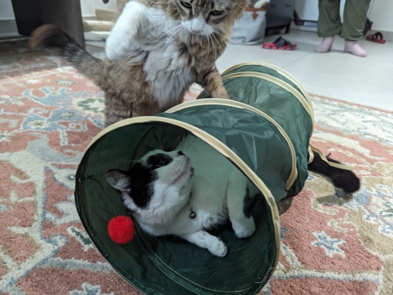 Machiavellian Misbehaviour- the Excellent Cats Deny Everything