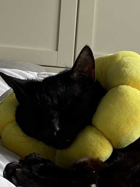 Machiavellian Misbehaviour- the Excellent Cats Deny Everything
