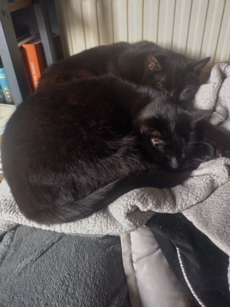 Machiavellian Misbehaviour- the Excellent Cats Deny Everything