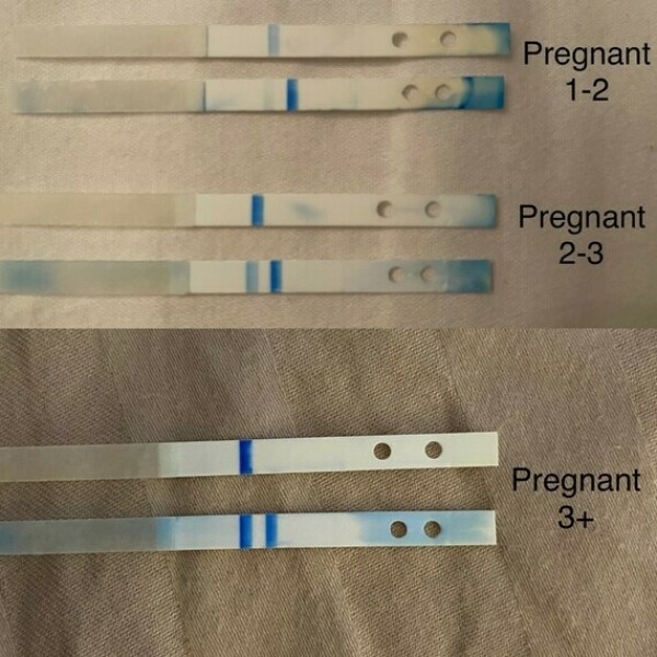 Does anyone know what the lines in digitals mean?