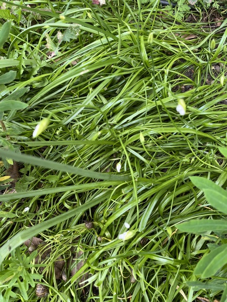Loads of white flowers - what are they?
