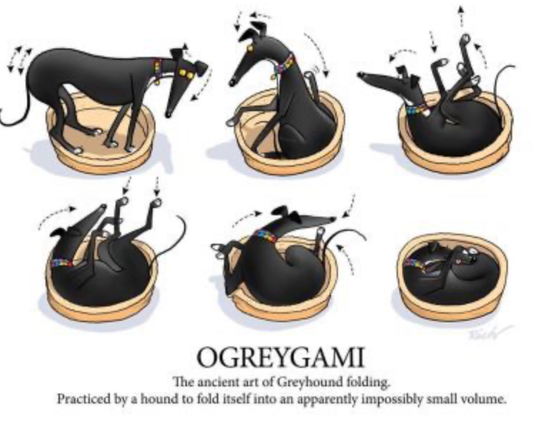 Retired greyhound - as first dog?