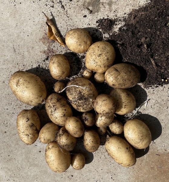 The Vegetable Patch Mark 2