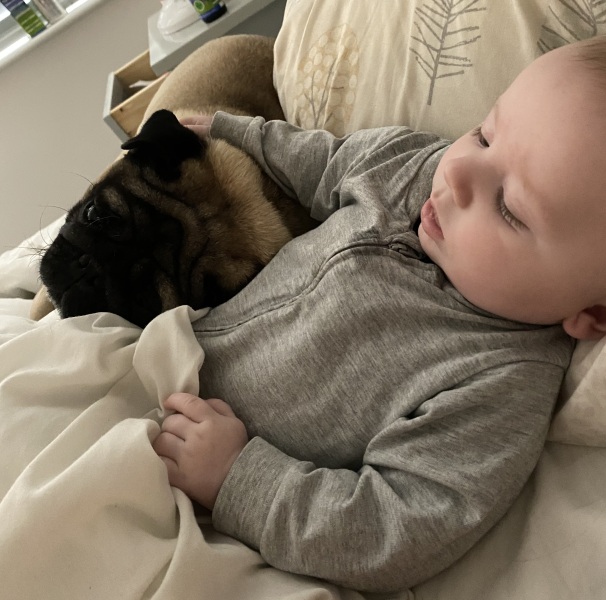 Looking at getting a puppy.