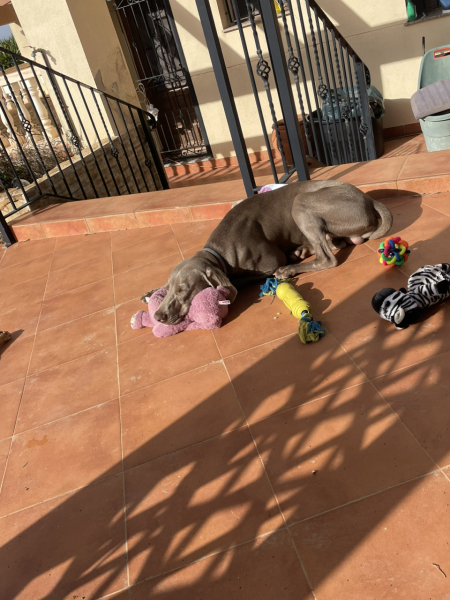 Can I tell you how proud I am of my puppy?