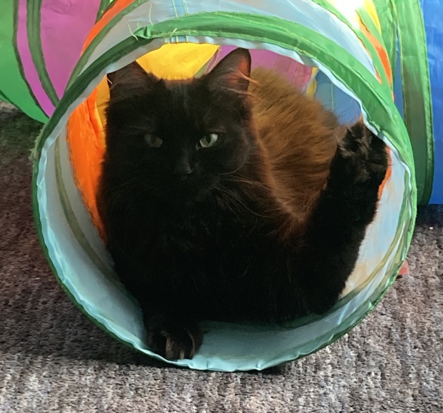 Machiavellian Misbehaviour- the Excellent Cats Deny Everything