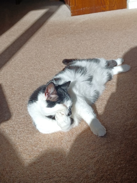 What to do with loose catnip