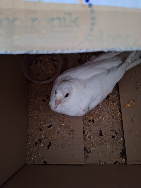 AIBU to ask for help - lost homing pigeon?