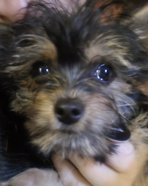 Looking at getting a puppy.