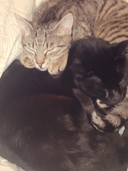 Helping very nervous rescue cat settle in