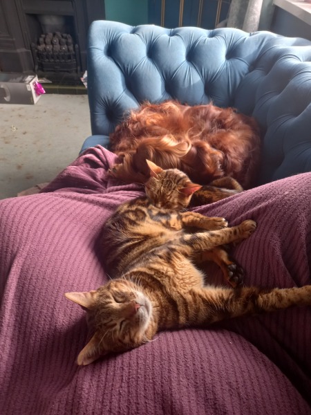 Best breed for cats (spaniels/setters)