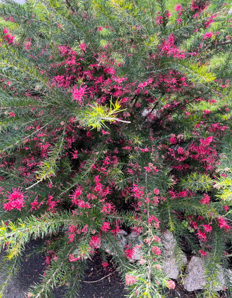 Does anyone know what this plant is?