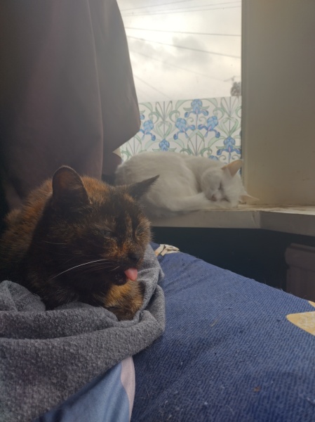 Machiavellian Misbehaviour- the Excellent Cats Deny Everything