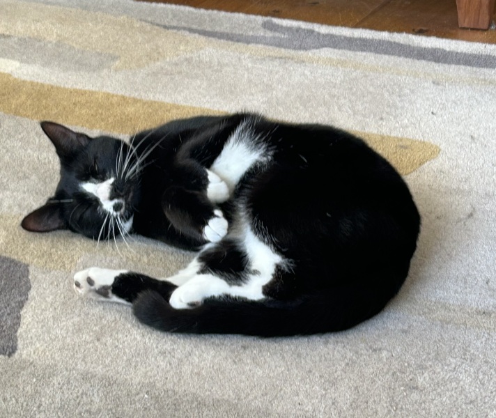 Machiavellian Misbehaviour- the Excellent Cats Deny Everything