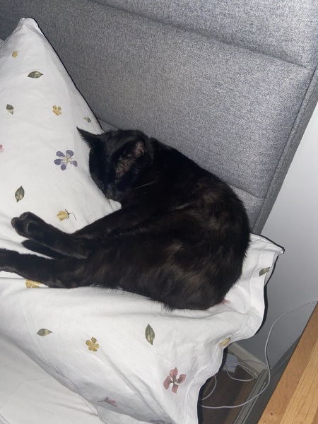 Machiavellian Misbehaviour- the Excellent Cats Deny Everything