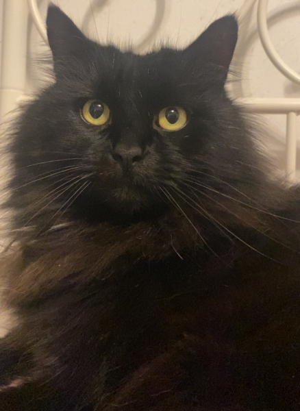 Yesterday my cat ate an entire rat.