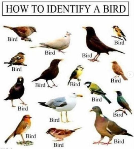Why do middle aged people become obsessed with birds?