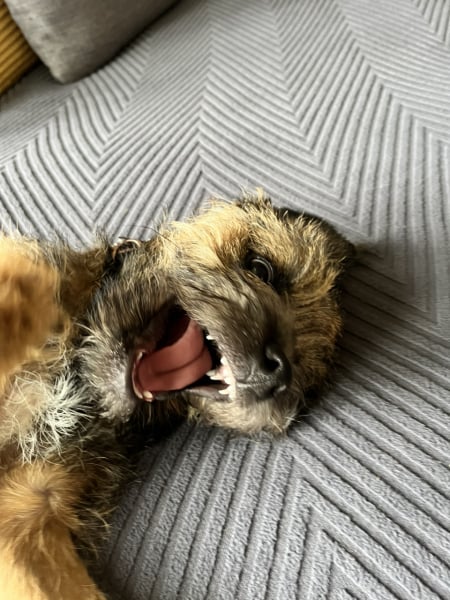 Puppy Survival Thread for New and Old Pups - Spring is around the corner!