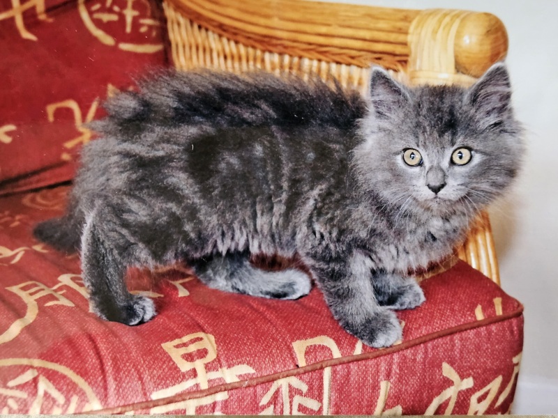 Is our kitten always going to be anti-social?