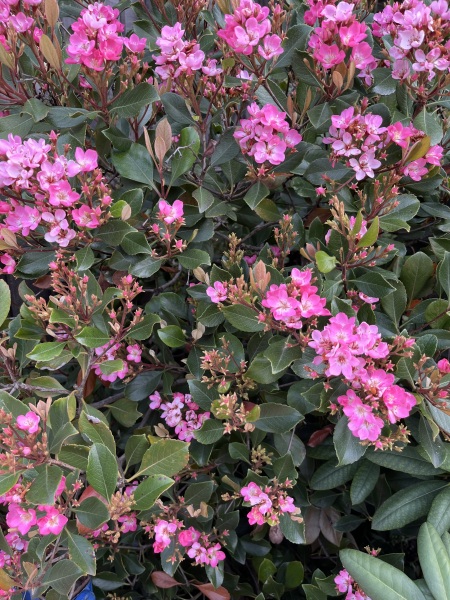 What plant is this?