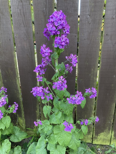What are these ?