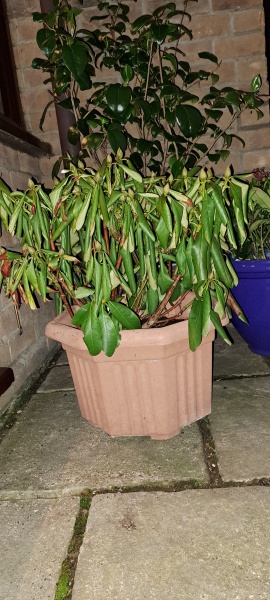 What is wrong with my Rhododendron?
