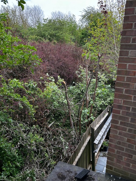 Overgrown shrubs