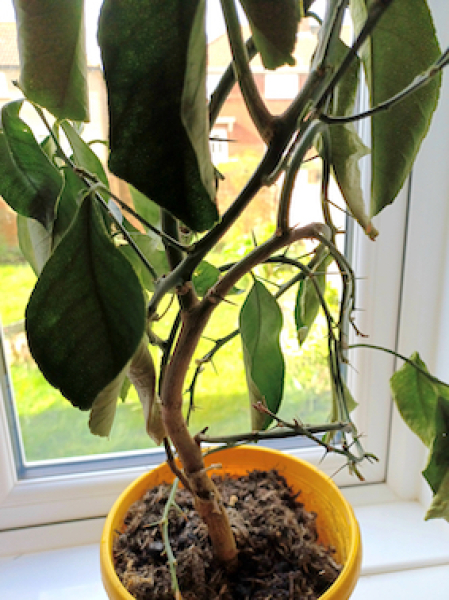 Advice to try to save this indoor lemon tree?