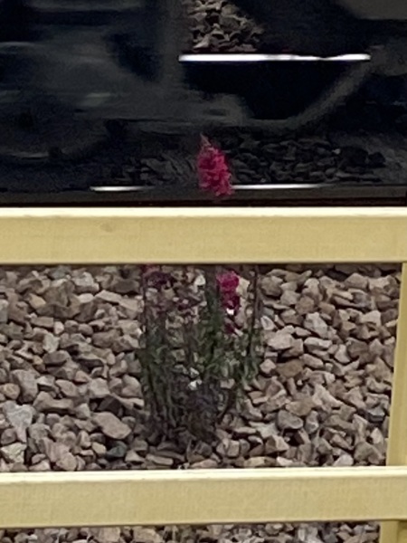 Help me identify this plant/flower please