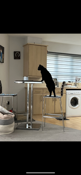 What's my cat doing? Picture included!