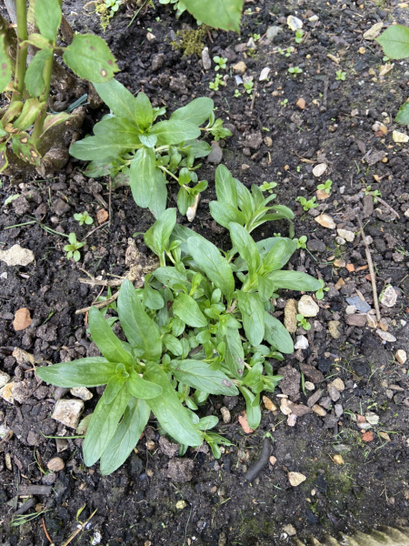 Are these weeds?