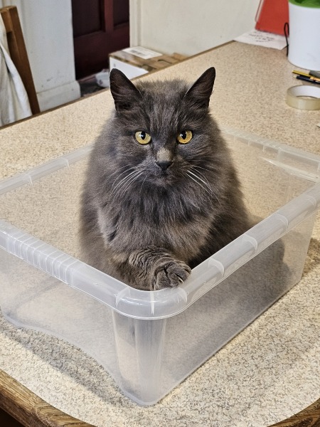 Machiavellian Misbehaviour- the Excellent Cats Deny Everything