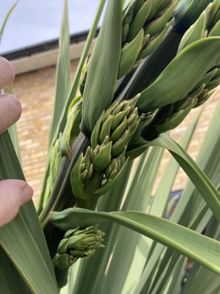 What’s this growing from my Cordyine?!